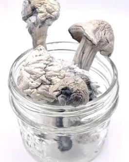 Albino Penis Envy (APE) Magic Mushrooms