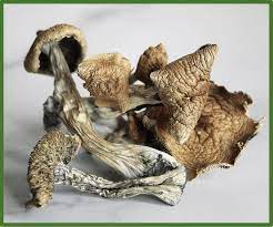 Buy Creeper Magic Mushroom For Sale Canada