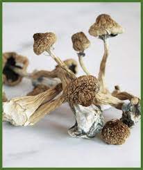 Buy Creeper Magic Mushroom For Sale Canada
