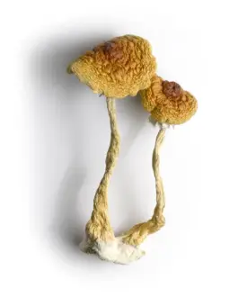 Brazilian Magic Mushrooms