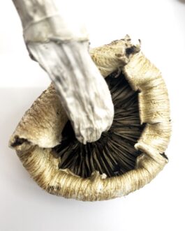 Lizard King Mushrooms – Lizard King Psilocybe Cubensis