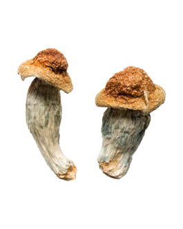Melmac PE Magic Mushroom – Psilocybin Shrooms