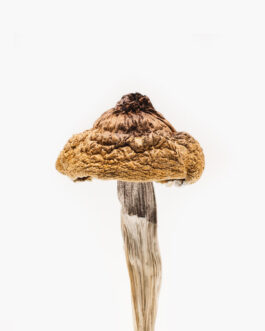 magic mushroom for sale canada