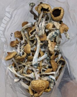 Order Blue Meanie Magic Mushrooms – Magic Mushroom kit