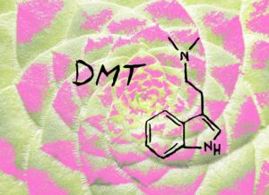 Read more about the article Which Common Plants Contain DMT?