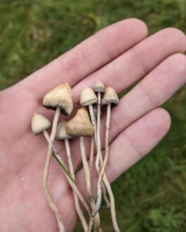 Liberty Cap for sale in califonia