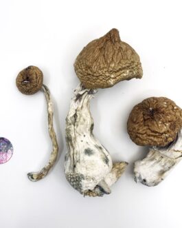 Lizard King Mushrooms – Lizard King Psilocybe Cubensis