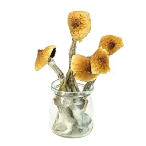 Mung 1 4.jpg 1 300x300