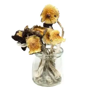 Mung 5 6.jpg 300x300