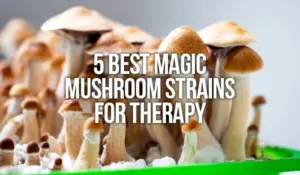 Read more about the article 5 Best Magic Mushroom Strains For Therapy