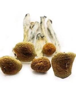 Psilocybe Cubensis