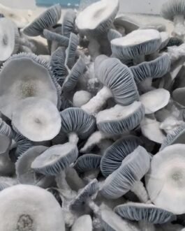 Jack Frost Shrooms