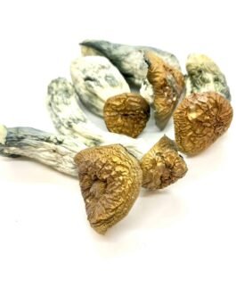 Makilla Gorilla Shrooms