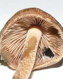 Psilocybe Aucklandiae