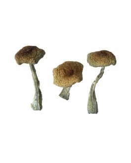 Psilocybe Aztecorum