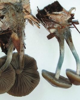 Psilocybe allenii