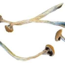 Psilocybe Caerulipes