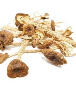 Psilocybe Mexicana