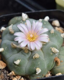 Lophophora Williamsii (Peyote) Cactus | Pick Your Own Specimen
