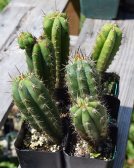 Trichocereus Peruvianus Matucana  | Peruvian Torch Cactus