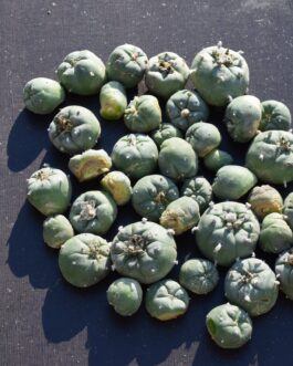 Lophophora Williamsii Cactus Cuttings | Peyote Buttons