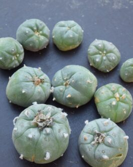 Lophophora Williamsii Cactus Cuttings | Peyote Buttons