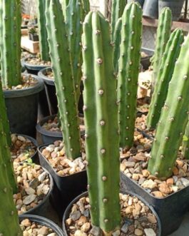 Harrisia Jusbertii craft stock for peyote 10 to 15 cm high