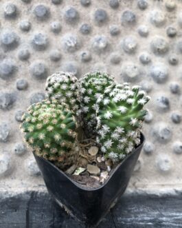 Mammillaria hernandezii