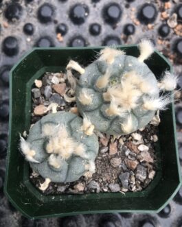 Lophophora Williamsii (Peyote) Cactus | Pick Your Own Specimen