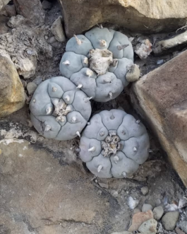 Lophophora Williamsii var. Puerto Sigala Cacti Seeds